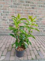 Wintergroene sneeuwbal, Ophalen, Overige soorten, Halfschaduw