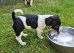 Puppy’s Jack Russel, Dieren en Toebehoren, Honden | Chihuahua's en Gezelschapshonden, Overige rassen, 8 tot 15 weken, Meerdere