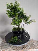 Bonsai snoei draaiplateau (natuursteen), Volle zon, Bloeit niet, Minder dan 100 cm, Overige soorten
