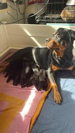 Mooie rottweiler puppy’s, Dieren en Toebehoren, 8 tot 15 weken, Meerdere, Meerdere dieren, Rottweiler