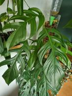 epipremnum pinnatum stek, Ophalen of Verzenden, Halfschaduw, Minder dan 100 cm