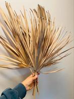 4 gedroogde palmbladeren kleur naturel - 65 cm, Ophalen, Zo goed als nieuw