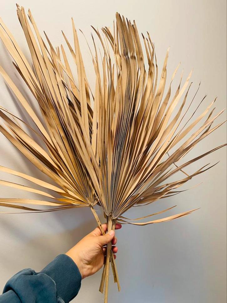 4 gedroogde palmbladeren kleur naturel - 65 cm, Huis en Inrichting, Woonaccessoires | Droogbloemen, Zo goed als nieuw, Ophalen