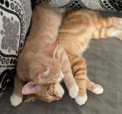 Kitten, Dieren en Toebehoren, Katten en Kittens | Overige Katten, Kortharig, Kater, 0 tot 2 jaar