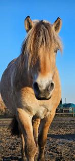 Fjord merrie 5 jaar, Dieren en Toebehoren, Merrie, Met stamboom, Minder dan 160 cm, 3 tot 6 jaar