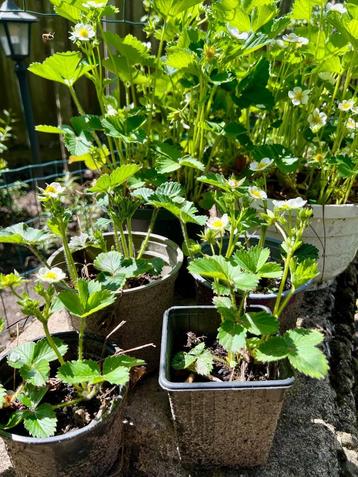 Biologische aardbeiplanten goed geworteld 2024 Aardbei plant beschikbaar voor biedingen