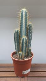 Pilocereus Azureus | Zuilcactus | Ø20cm H60cm, Cactus, Minder dan 100 cm, Ophalen of Verzenden