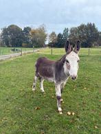 Bonte ezel, Dieren en Toebehoren, Augustus, Mannelijk