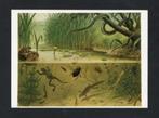 Ansichtkaart Schoolplaat In Sloot en Plas, Pad Ringslang., Verzamelen, Ophalen of Verzenden, 1980 tot heden, Ongelopen, Waterdier