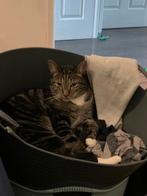 Britse korthaar/ragdoll kater 8 jaar zoekt een nieuw huisje, Dieren en Toebehoren, Katten en Kittens | Overige Katten, Kater