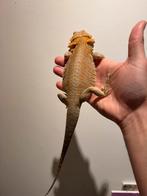 Nog 1 jonge baardagaam man beschikbaar, Dieren en Toebehoren, Hagedis, 0 tot 2 jaar