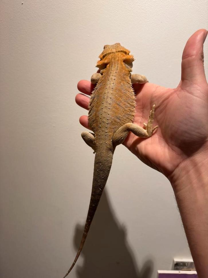 Nog 1 jonge baardagaam man beschikbaar, Dieren en Toebehoren, Reptielen en Amfibieën, Hagedis, 0 tot 2 jaar