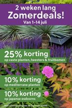 Leuke kortingen van 1 t/m 14 juli bij betty’s greenhouse, Ophalen, Zomer, Overige soorten, Volle zon