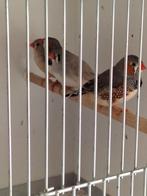 Zebravinken, Dieren en Toebehoren, Vogels | Overige Vogels, Meerdere dieren, Tropenvogel, Geringd