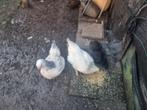 3 Kippen, Dieren en Toebehoren, Pluimvee, Vrouwelijk, Kip