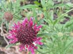 Scabiosa Roze mix, Tuin en Terras, Ophalen of Verzenden, Voorjaar, Volle zon, Zaad