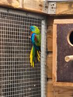 Te koop 2 turqesine parkiet mannen, Dieren en Toebehoren, Vogels | Parkieten en Papegaaien, Mannelijk, Parkiet