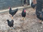 Raszuiver barnevelder haan dubbelgezoomd 2025, Dieren en Toebehoren, Pluimvee, Mannelijk, Kip