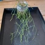 rhipsalis nr 81, Ophalen of Verzenden, Halfschaduw, Minder dan 100 cm
