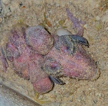 1 baby agapornis HANDTAM dwergpapagaai  beschikbaar voor biedingen