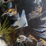Blauwe diamond maanvissen (strepen worden donkerder) €5.95, Dieren en Toebehoren, Vissen | Aquariumvissen, Zoetwatervis, Schoolvis