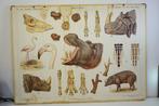 Vintage Dubbelzijdige Schoolplaat - In de Rimboe - 104x74 cm, Ophalen, Overige thema's