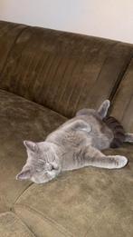 Britse korthaar Kater Raszuiver!, Dieren en Toebehoren, Kater, Gechipt, 0 tot 2 jaar
