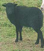 Ooi RAM lammeren lammetjes lam schaap schapen, Dieren en Toebehoren, Schapen, Geiten en Varkens, Vrouwelijk, Schaap