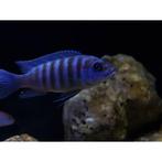 Te koop metriaclima zebra maisoni reef man, Vis