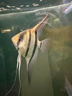 Wildvang scalare gyana red spotted maanvis maanvissen, Dieren en Toebehoren, Karper of Koi