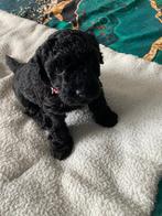 Dwergpoedel/ toy. Teefje, Dieren en Toebehoren, Honden | Chihuahua's en Gezelschapshonden, Poedel, Teef, Meerdere, Nederland