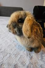 Mini lop rammetje, 12 weken, zoekt een liefdevol thuis, Dieren en Toebehoren, Konijnen, Mannelijk, Dwerg, Hangoor, 0 tot 2 jaar