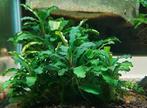 bucephalandra pakket 10 stuks, Ophalen of Verzenden, Nieuw, Plant(en), Steen of Hout