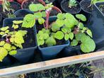 Japanse wijnbes, Ophalen, Volle zon, Vaste plant, Zomer