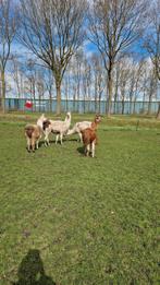 Te koop lamas, Dieren en Toebehoren, Overige Dieren, Meerdere dieren