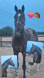 21 jarige ruin, Dieren en Toebehoren, Ophalen, Zo goed als nieuw, Overige soorten