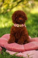 Toy Poedel Reutje – Red Chocolate – Chinese Lijn, Dieren en Toebehoren, Honden | Chihuahua's en Gezelschapshonden, Poedel, Rabiës (hondsdolheid)
