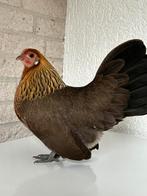 Hollandse kriel, Meerdere dieren, Kip