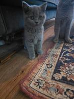 Britse korthaar kitten, Dieren en Toebehoren, Katten en Kittens | Raskatten | Korthaar, Poes, 0 tot 2 jaar