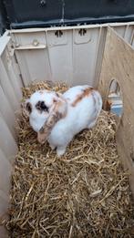 2 lieve vrouwtjes dwergkonijntjes, Dieren en Toebehoren, Vrouwelijk, Dwerg