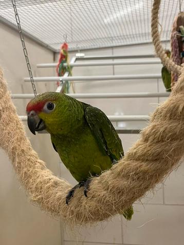 Jonge tamme equador amazonepapegaaien beschikbaar voor biedingen