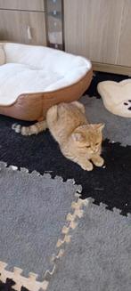 Britse korthaar kittens stamboom, Dieren en Toebehoren, Katten en Kittens | Raskatten | Korthaar, Poes