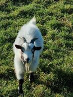 Dwerg geit bokje, Dieren en Toebehoren, Mannelijk, Geit