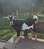 Dwerggeiten bok, Dieren en Toebehoren, Schapen, Geiten en Varkens, Mannelijk, Geit
