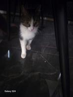 Liefe poes 2 jaar oud, Dieren en Toebehoren, Katten en Kittens | Overige Katten, Poes