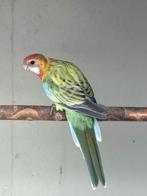 Rosella 2025, Dieren en Toebehoren, Vrouwelijk, Parkiet, Geringd