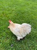 5 hanen, Dieren en Toebehoren, Pluimvee, Mannelijk, Kip