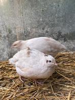 japaanse kwartels, Meerdere dieren, Overige soorten