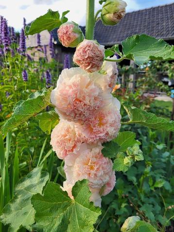 Zaden Alcea rosea plena Charter's Salmon Chamois beschikbaar voor biedingen