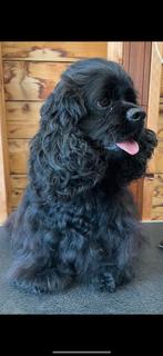Dekreu amerikaanse cocker spaniel, Rabiës (hondsdolheid), Reu, Eén hond, Spaniël